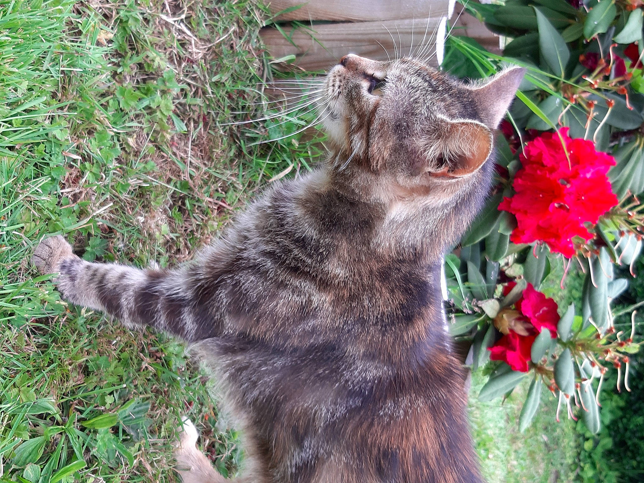 Sweety participe au concours pour gagner de l'argent avec cette photo : annual_plant, bombay, carnivore, cat, domestic_short_haired_cat, fawn, felidae, flower, fur, grass, groundcover, petal, plant, small_to_medium_sized_cats, snout, tail, terrestrial_animal, terrestrial_plant, whiskers, wildlife