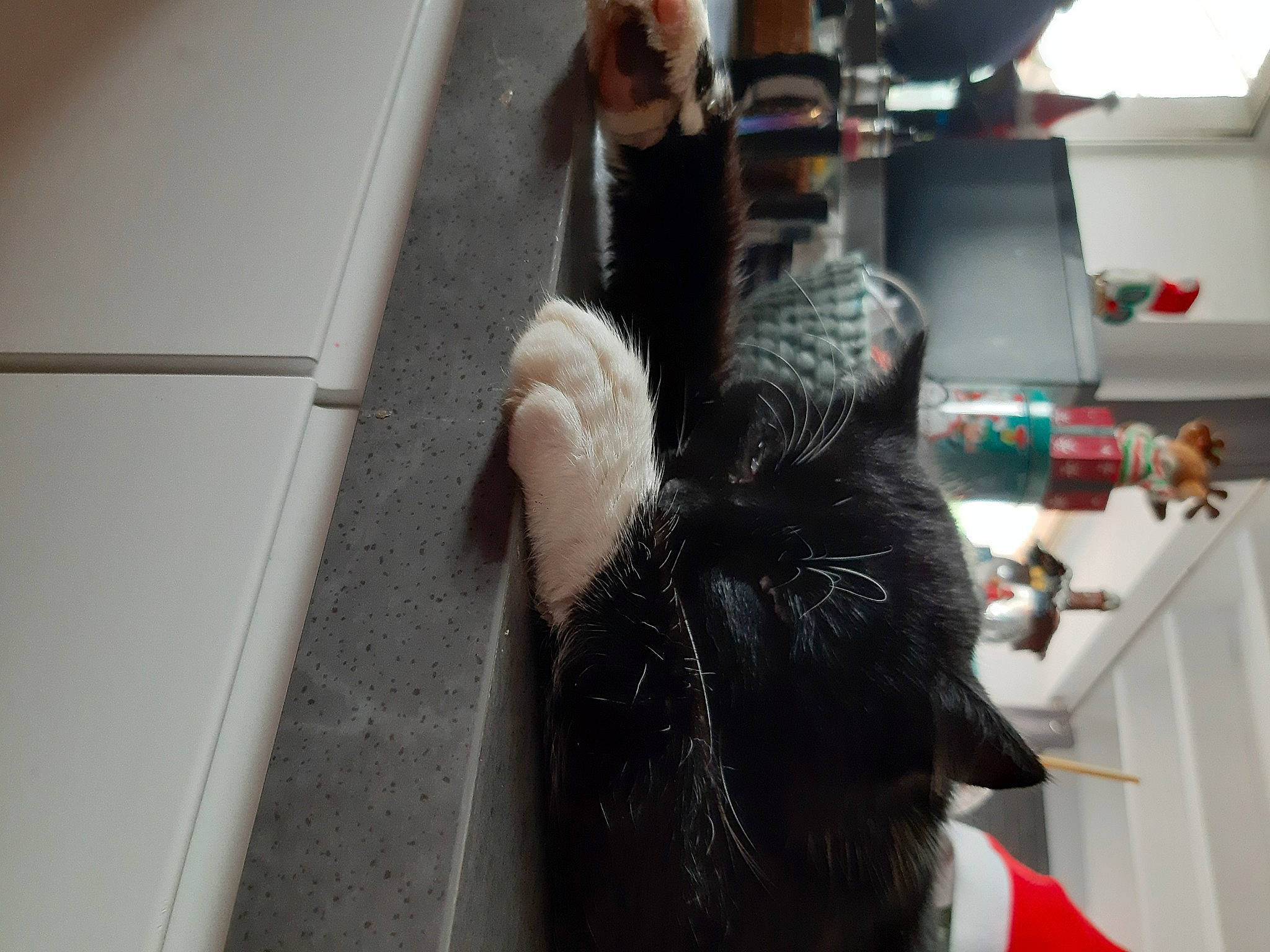 Béchaô participe au concours pour gagner de l'argent avec cette photo : cat, claw, comfort, elbow, felidae, flooring, foot, fur, gesture, human_leg, mammal, nail, small_to_medium_sized_cats, sporting_group, tail, vertebrate, whiskers, wrist