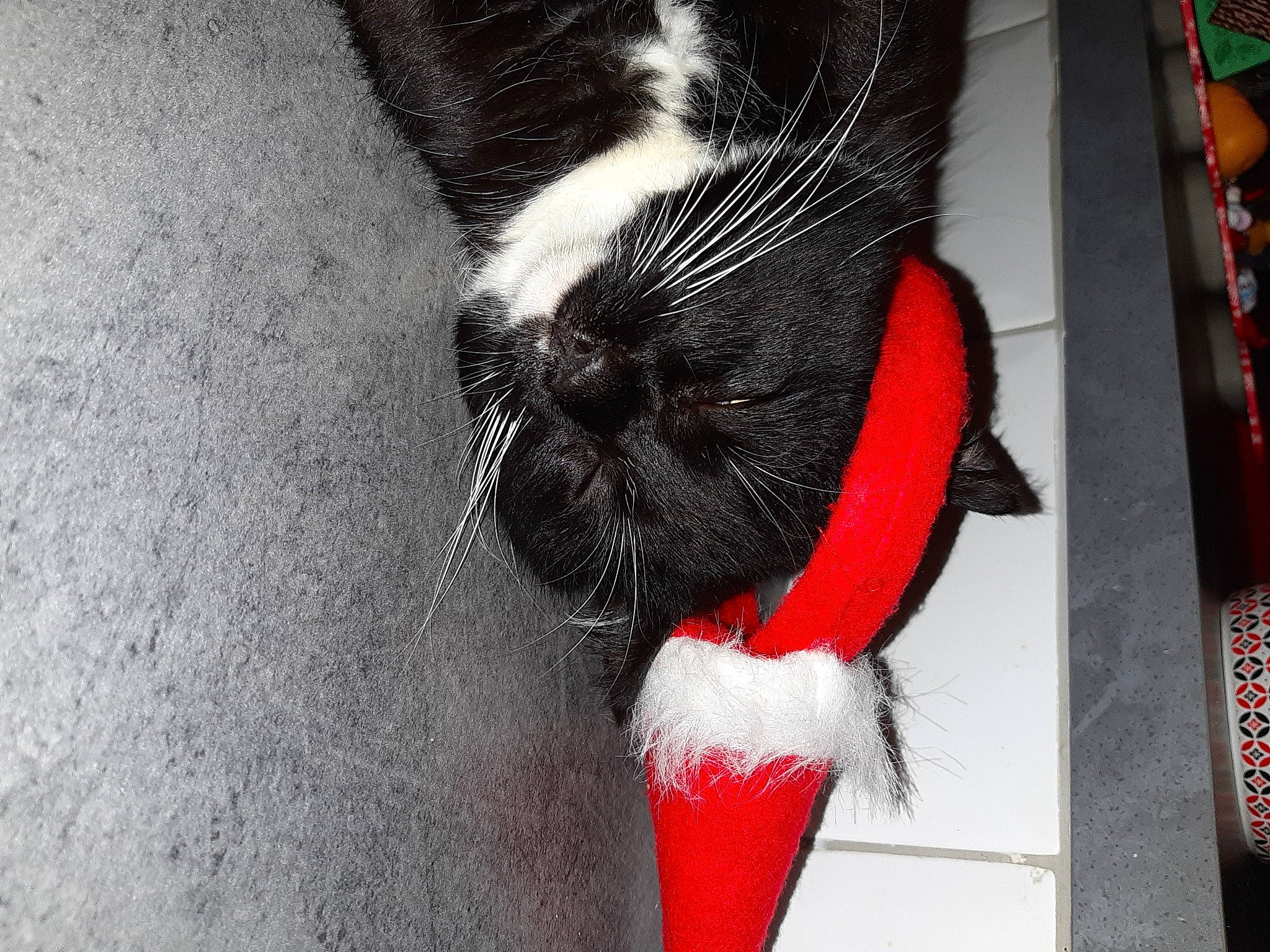 Béchaô participe au concours pour gagner de l'argent avec cette photo : carnivore, cat, collar, dog_breed, eye, feather, felidae, foot, hair, human_body, human_leg, leg, pet_supply, red, small_to_medium_sized_cats, snout, tail, thigh, whiskers, white