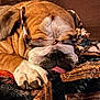 bulldog, dog, sleeping, glasses, tongue, paw, blanket, brown, cozy, resting, closeup, pet, mammal, face, fur, indoor, cute, relaxed, animal, companion