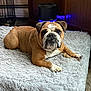Murphy joined the competition — help win amazing prizes! bulldog, dog, pet, indoor, rug, fluffy, brown, white, animal, canine, laying, floor, wooden_cabinet, cozy, looking_at_camera, paw, snout, ears, furniture, home