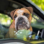 Murphy joined the competition — help win amazing prizes! animal, blurred_background, bulldog, canine, car, close_up, companion, cute, dog, expression, face, greenery, looking, mammal, outdoor, pet, portrait, transport, vehicle, window