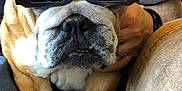 Murphy joined the competition — help win amazing prizes! 3d_glasses, blanket, brown_fur, bulldog, close_up, couch, cozy, dog, furniture, glasses, hand, indoor, paw, person, pet, relaxed, seated, snout, white_fur, wrinkles
