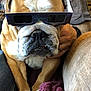 Murphy joined the competition — help win amazing prizes! bulldog, dog, pet, glasses, 3d_glasses, close_up, indoor, couch, blanket, brown_fur, white_fur, paw, snout, wrinkles, person, hand, seated, relaxed, cozy, furniture