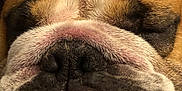 Murphy is registered to the contest to win money with this photo: dog, bulldog, close_up, sleeping, tongue_out, wrinkles, fur, pet, animal, cute, face, nostrils, nose, relaxed, domestic_animal, mammal, tongue, resting, portrait, canine