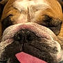 dog, bulldog, close_up, sleeping, tongue_out, wrinkles, fur, pet, animal, cute, face, nostrils, nose, relaxed, domestic_animal, mammal, tongue, resting, portrait, canine