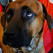 Zeus joined the competition — help win amazing prizes! adult, animal, baseballcap, boxer, bulldog, canine, cap, clothing, dog, greatdane, hat, hound, labradorretriever, male, man, person, pet, policedog, snout, text