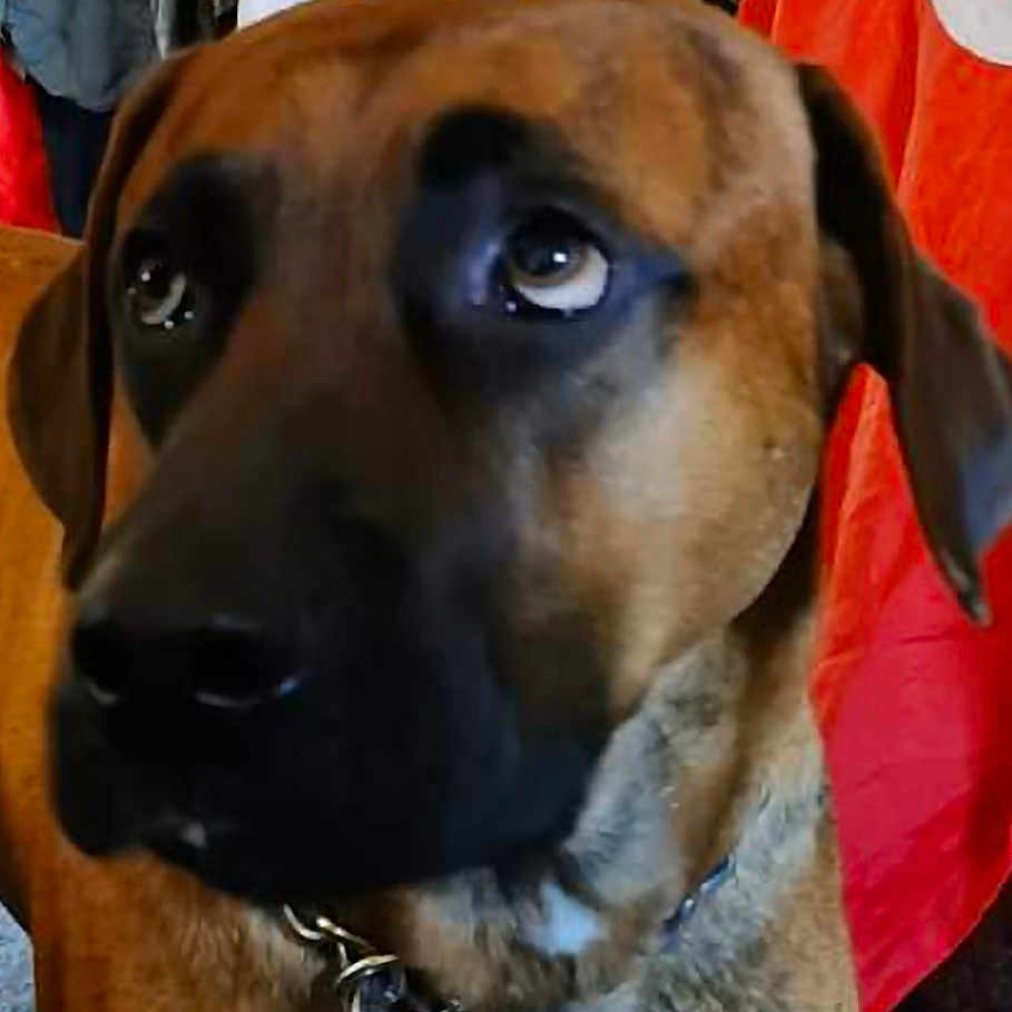Zeus joined the competition — help win amazing prizes! adult, animal, baseballcap, boxer, bulldog, canine, cap, clothing, dog, greatdane, hat, hound, labradorretriever, male, man, person, pet, policedog, snout, text