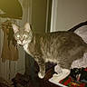 bag, cat, clothing, clutter, dim_light, domestic_animal, door, flash, furniture, glowing_eyes, grey, hanger, household, indoor, notebook, pet, standing, tabby_cat, white_paws, wooden_surface