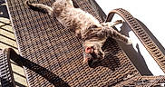 Maynard joined the competition — help win amazing prizes! animal, brown, cat, daylight, furniture, home, morning, outdoor, pattern, pet, relaxing, resting, shadow, sunlight, sunny, table, texture, wall, white, woven_furniture