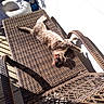 animal, brown, cat, daylight, furniture, home, morning, outdoor, pattern, pet, relaxing, resting, shadow, sunlight, sunny, table, texture, wall, white, woven_furniture