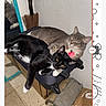 animal, black_cat, box, broom, cat, cozy, cute, domestic, feline, floor, gray_cat, home, indoor, mirror, pair, pets, relaxed, resting, sleeping, small_space