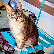 Maynard joined the competition — help win amazing prizes! cat, tabby_cat, green_eyes, sitting, blue_chair, outdoor, animal, pet, feline, fur, whiskers, paws, wooden_chair, weathered, nature, relaxed, looking_at_camera, domestic_cat, house_pet, sunlight