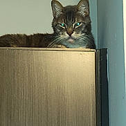 Maynard joined the competition — help win amazing prizes! alert, animal, cabinet, cat, curious, domestic, ears, face, feline, furniture, green_eyes, home, indoor, looking, pet, resting, staring, tabby, whiskers, wood