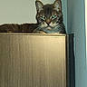 alert, animal, cabinet, cat, curious, domestic, ears, face, feline, furniture, green_eyes, home, indoor, looking, pet, resting, staring, tabby, whiskers, wood