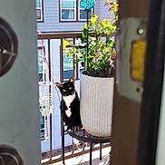 Freya joined the competition — help win amazing prizes! cat, tuxedo_cat, plant, potted_plant, balcony, door, metal_table, window, sunlight, greenery, outdoor, curious, pet, feline, home, decor, leaves, shadow, daylight, relaxing