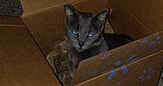 Shadow joined the competition — help win amazing prizes! cat, gray_cat, cardboard_box, indoor, pet, animal, feline, glowing_eyes, blue_eyes, box, carpet, flash, night, domestic_animal, cute, fur, whiskers, sitting, playful, curious