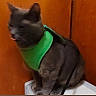cat, gray_cat, pet, animal, harness, green_harness, indoor, wooden_background, sitting, feline, fur, domestic_animal, four_legs, whiskers, ears, tail, close_up, blurred, house_pet, resting
