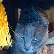 Shadow Moon joined the competition — help win amazing prizes! cat, gray_cat, graduation_cap, tassel, indoor, pet, animal, fur, whiskers, sleepy, cozy, blanket, portrait, closeup, face, ears, green_eyes, domestic_cat, hat, celebration