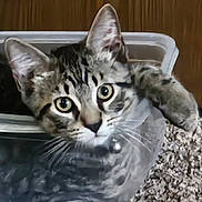 Spyro is registered to the contest to win money with this photo: cat, tabby_cat, pet, animal, feline, litter_box, curious, whiskers, ears, eyes, indoor, closeup, fur, domestic_cat, mammal, nose, paw, resting, looking, collar