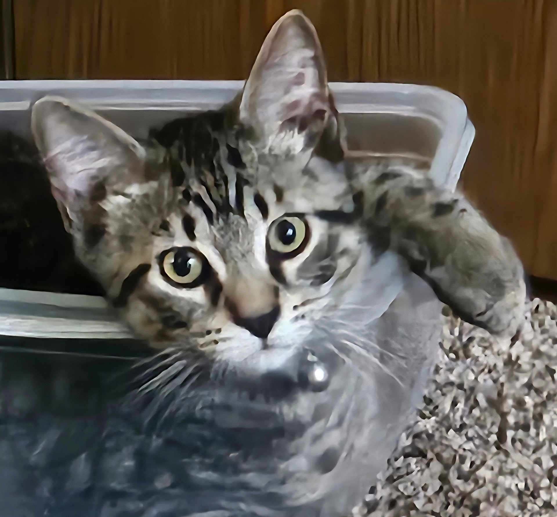 Spyro is registered to the contest to win money with this photo: cat, tabby_cat, pet, animal, feline, litter_box, curious, whiskers, ears, eyes, indoor, closeup, fur, domestic_cat, mammal, nose, paw, resting, looking, collar