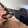 cat, siamese_cat, person, glasses, couch, snuggling, close_up, indoor, furniture, cozy, pet, fur, hand, relaxing, comfort, domestic_animal, mammal, whiskers, face, eyewear