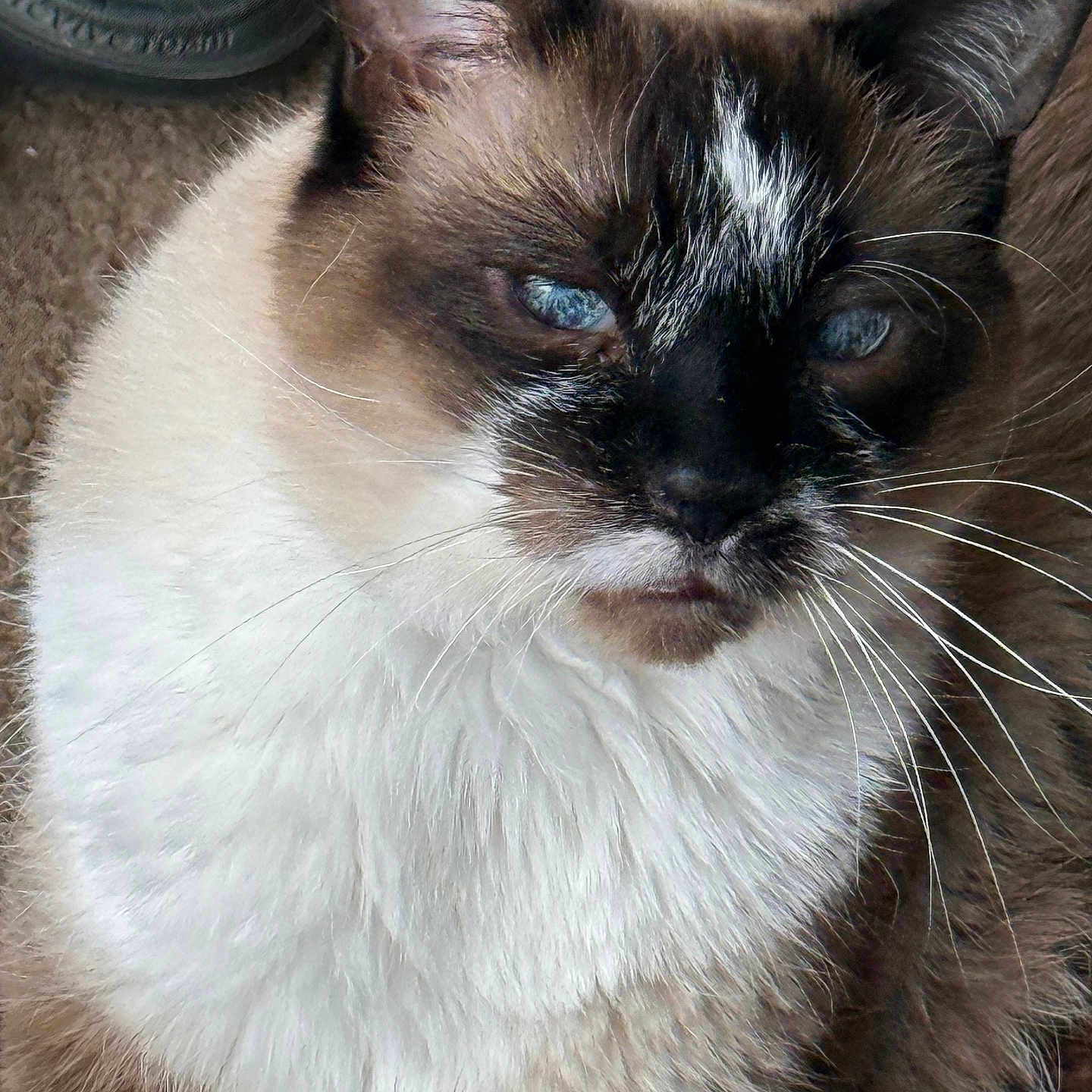 Mario joined the competition — help win amazing prizes! cat, blue_eyes, fluffy, close_up, brown_fur, white_fur, whiskers, pet, animal, indoor, resting, fur_texture, face, portrait, domestic_cat, mammal, cute, looking, soft_surface, shoe