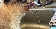 Mario is registered to the contest to win money with this photo: cat, siamese_cat, drinking, water, faucet, kitchen_sink, tongue, whiskers, close_up, pet, animal, indoor, fur, domestic_cat, curious, tongue_out, sink, household, cleaning, texture