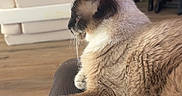 Mario is registered to the contest to win money with this photo: bookshelf, cat, couch, domestic_animal, ear, fur, furniture, indoor, living_room, paw, pet, piano, relaxed, resting, siamese_cat, side_view, stacked_cushions, toys, whiskers, wooden_floor