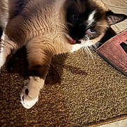 Mario joined the competition — help win amazing prizes! cat, siamese_cat, pet, indoor, floor, rug, fur, whiskers, paw, curious, animal, mammal, domestic_animal, relaxed, closeup, brown, white, black, playful, cozy