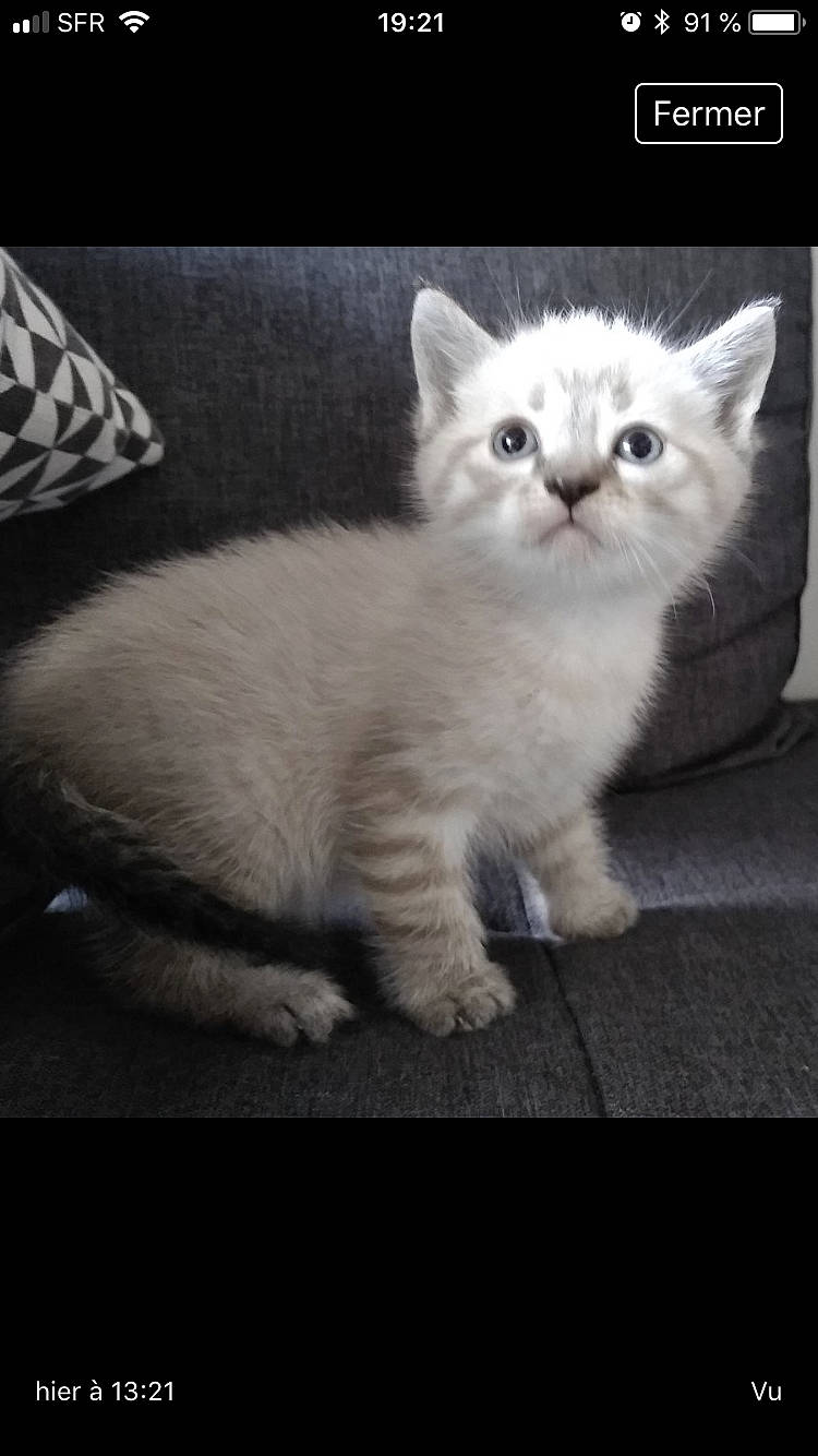 Oki a rejoint le concours — aidez-le/la à gagner de superbes lots ! asian, asian_semi_longhair, british_semi_longhair, burmilla, carnivore, cat, domestic_short_haired_cat, eye, felidae, kitten, mammal, napoleon_cat, ojos_azules, photo_caption, ragdoll, siberian, small_to_medium_sized_cats, tail, vertebrate, whiskers