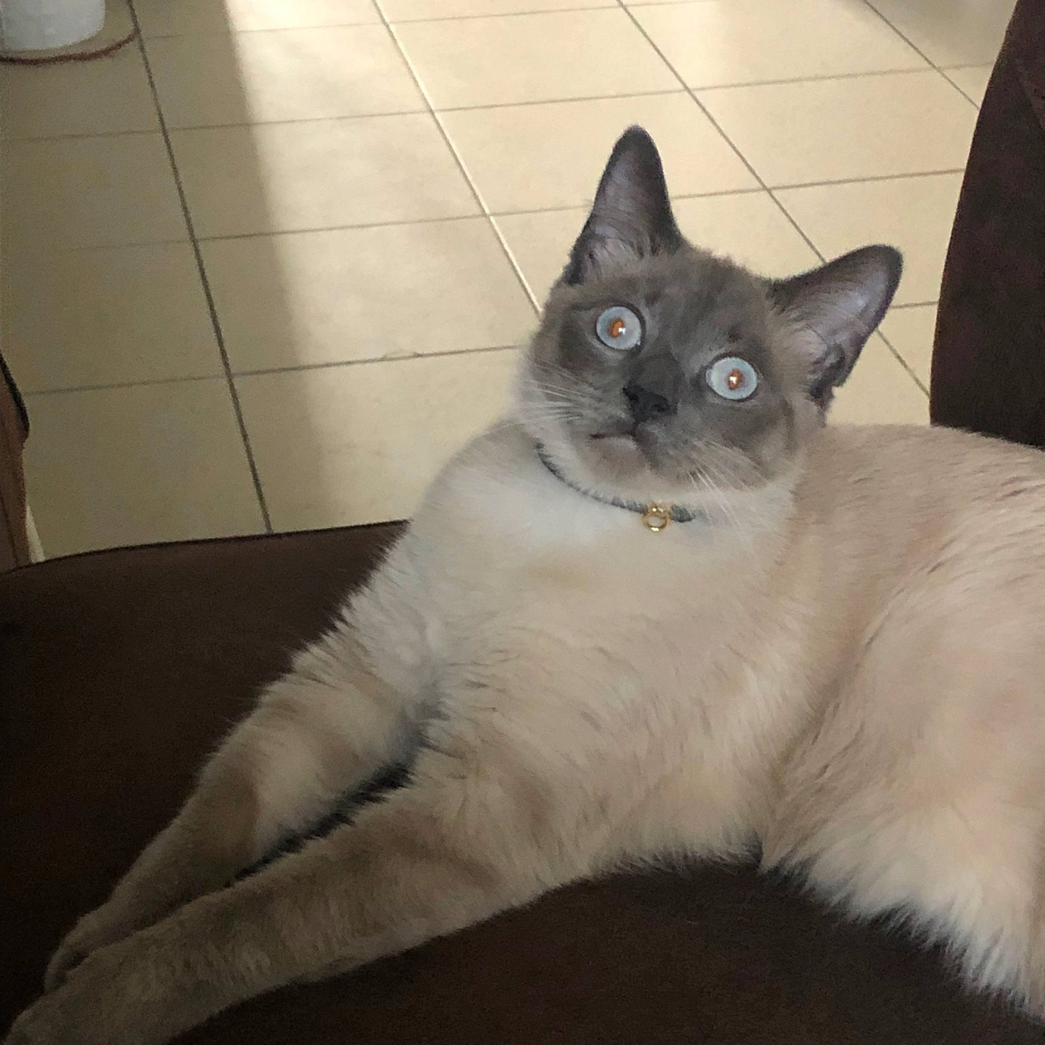 Oki a rejoint le concours — aidez-le/la à gagner de superbes lots ! asian, asian_semi_longhair, balinese, birman, burmilla, carnivore, cat, colorpoint_shorthair, eye, felidae, javanese, kitten, mammal, ragdoll, siamese, small_to_medium_sized_cats, thai, tonkinese, vertebrate, whiskers