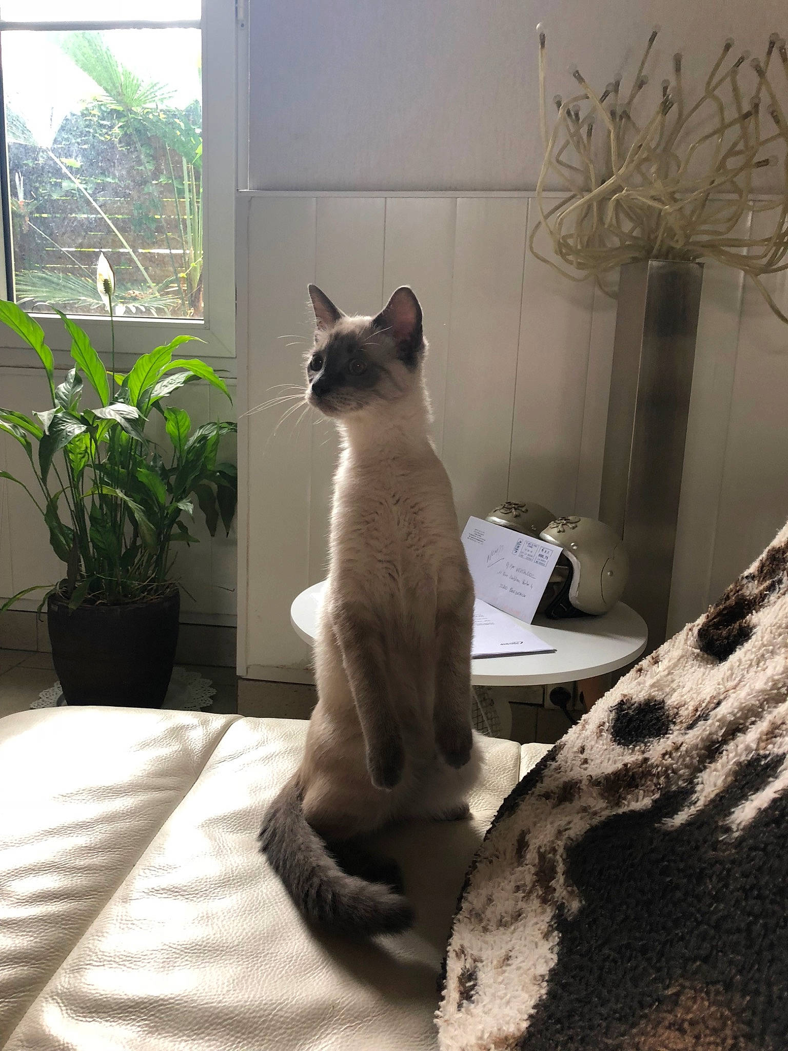 Oki participe au concours pour gagner de l'argent avec cette photo : asian, balinese, carnivore, cat, colorpoint_shorthair, fawn, felidae, mammal, siamese, small_to_medium_sized_cats, tail, thai, tonkinese, vertebrate, whiskers