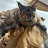 cat, feline, pet, indoor, sofa, fleece_jacket, brown, fur, whiskers, ears, eyes, couch, fabric, home, comfortable, relaxed, texture, furniture, rug, zipper