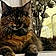 Umami
