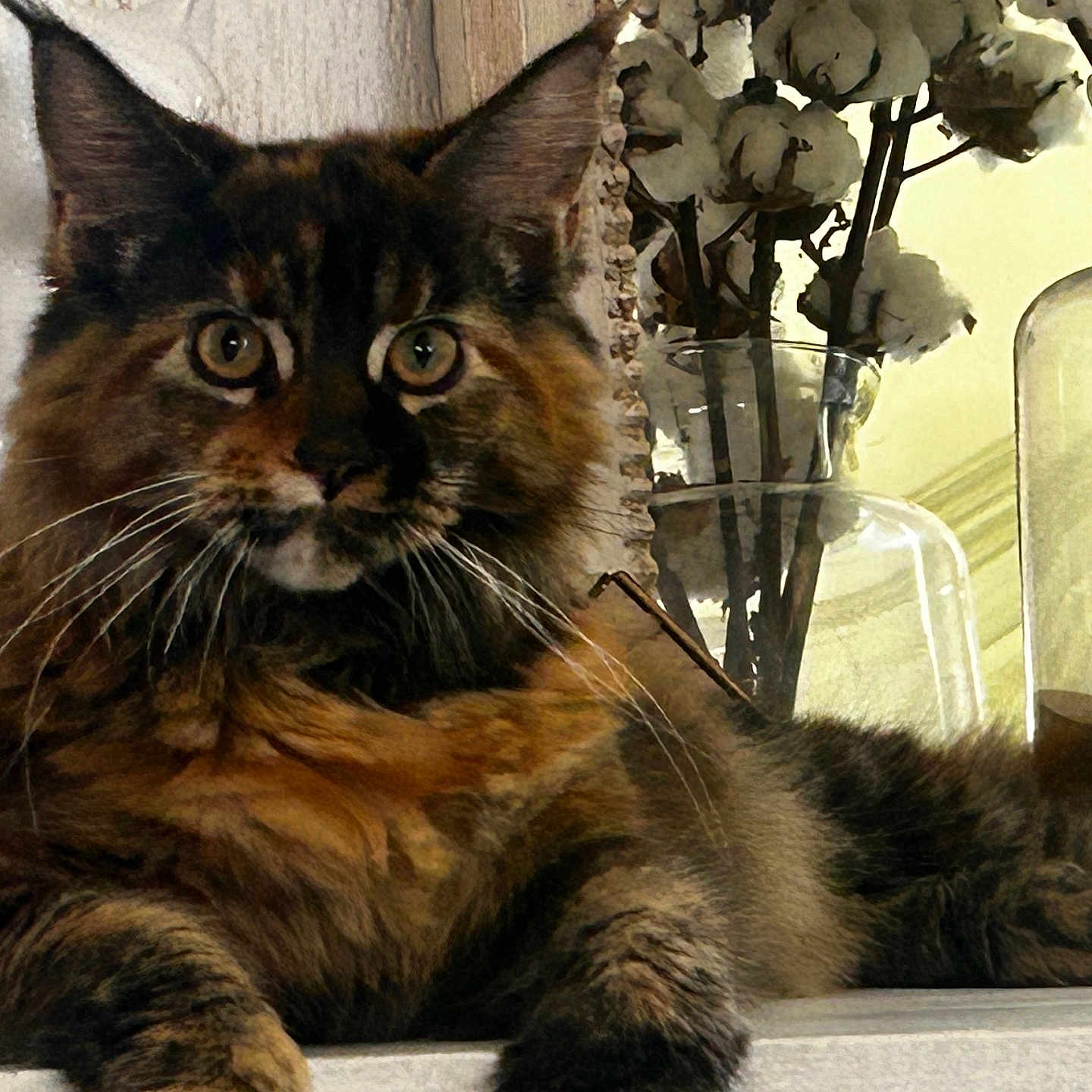 Umami a rejoint le concours — aidez-le/la à gagner de superbes lots ! cat, tortoiseshell, feline, animal, pet, indoor, vase, cotton_stems, glass, fur, whiskers, ears, eyes, resting, surface, decor, closeup, portrait, cozy, domestic