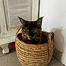 Umami a rejoint le concours — aidez-le/la à gagner de superbes lots ! cat, basket, tortoiseshell, pet, animal, feline, indoor, floor, tile, cabinet, wood, fur, whiskers, ears, face, curious, cozy, domestic, resting, home