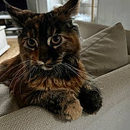 Umami a rejoint le concours — aidez-le/la à gagner de superbes lots ! cat, feline, pet, indoor, couch, furniture, fur, whiskers, ears, eyes, closeup, domestic_animal, cozy, home, relaxed, mammal, window, natural_light, resting, curious