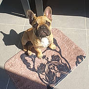 Boubou participe au concours pour gagner de l'argent avec cette photo : dog, french_bulldog, pet, mat, rug, shadow, tile_floor, sunlight, ear, paw, eyes, nose, sitting, looking_up, portrait, cute, brown, tan, bench, indoor