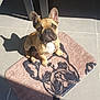 dog, french_bulldog, pet, mat, rug, shadow, tile_floor, sunlight, ear, paw, eyes, nose, sitting, looking_up, portrait, cute, brown, tan, bench, indoor