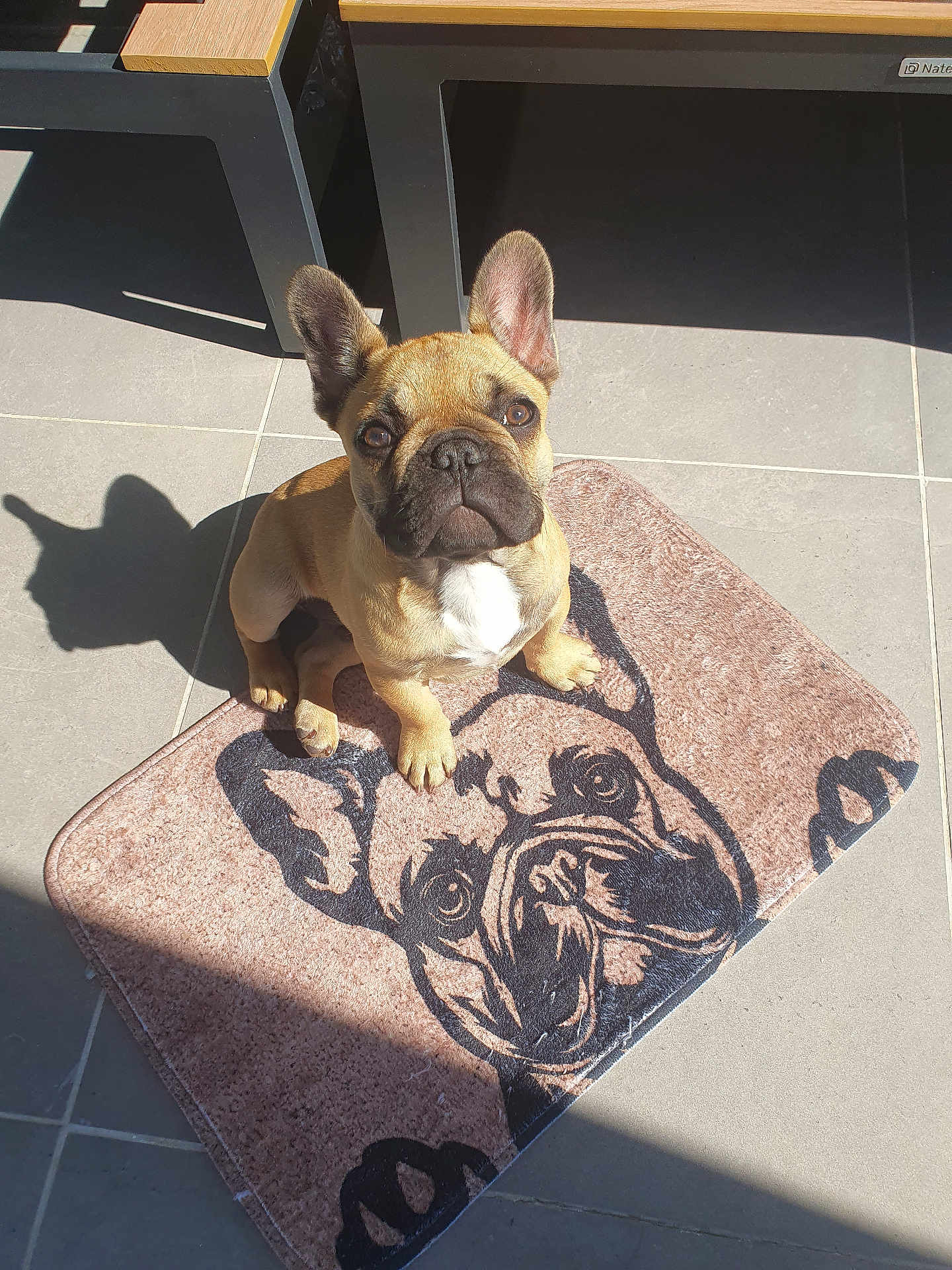Boubou participe au concours pour gagner de l'argent avec cette photo : dog, french_bulldog, pet, mat, rug, shadow, tile_floor, sunlight, ear, paw, eyes, nose, sitting, looking_up, portrait, cute, brown, tan, bench, indoor