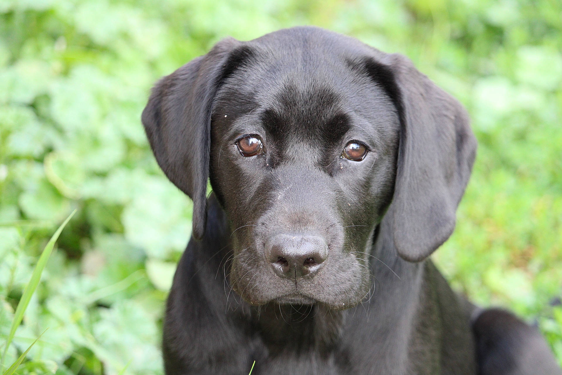 Phin joined the competition — help win amazing prizes! borador, canidae, carnivore, companion_dog, dog, dog_breed, fur, grass, groundcover, gun_dog, hunting_dog, liver, plant, puppy, retriever, snout, sporting_group, terrestrial_animal, whiskers, working_animal