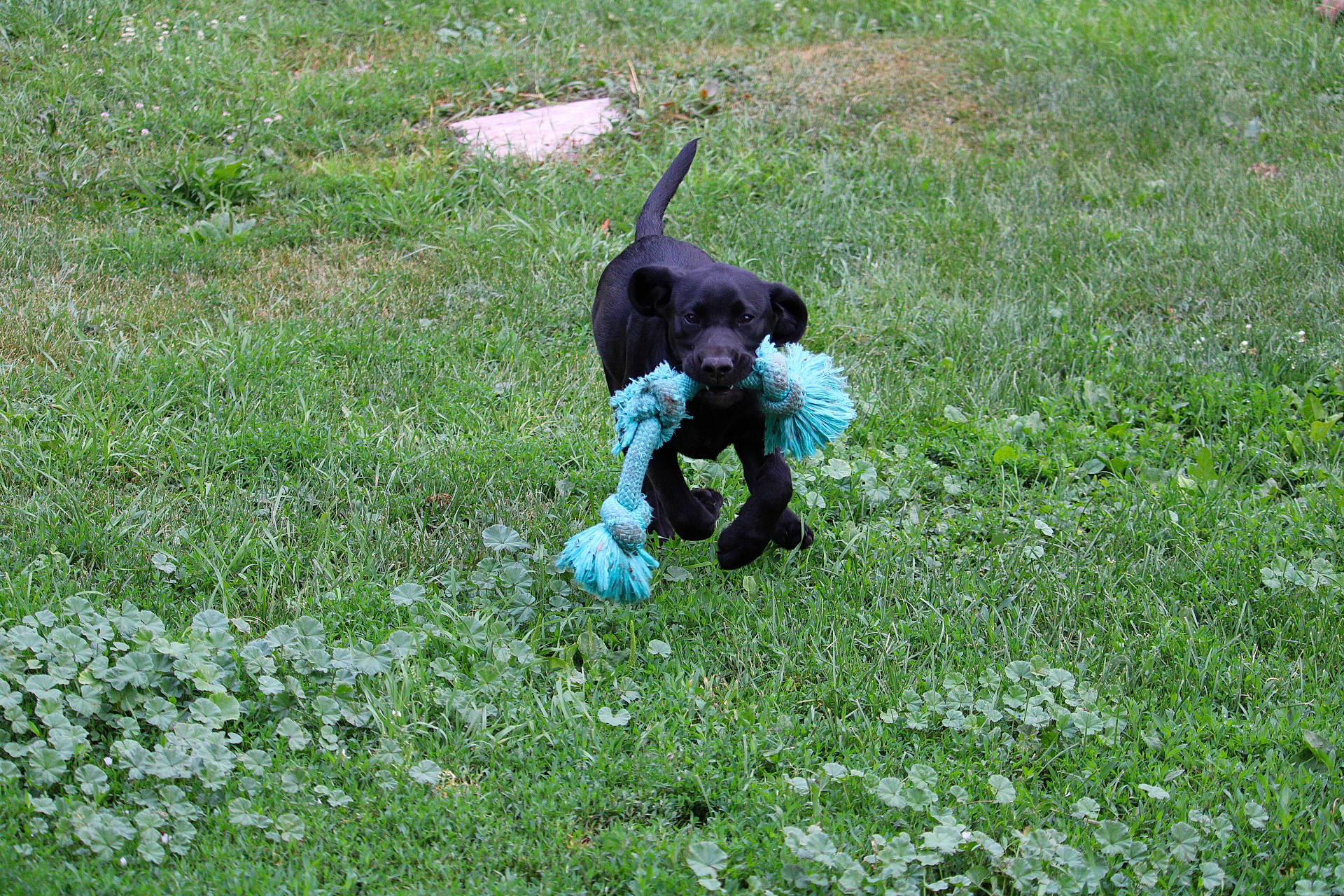 Phin joined the competition — help win amazing prizes! canidae, carnivore, companion_dog, dog, dog_breed, field, flower, flowering_plant, grass, grass_family, grassland, groundcover, herbaceous_plant, lawn, pasture, people_in_nature, plant, sporting_group, tail, working_animal