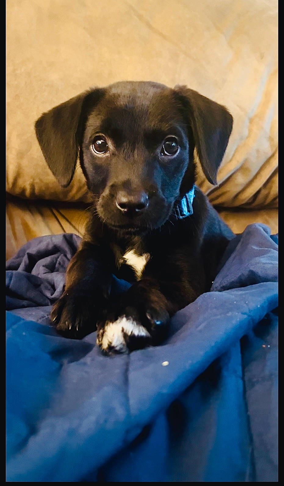 Amira joined the competition — help win amazing prizes! borador, canidae, carnivore, companion_dog, dog, dog_breed, electric_blue, eye, fawn, fur, gun_dog, hat, hunting_dog, liver, pet_supply, rectangle, snout, sporting_group, whiskers, working_animal