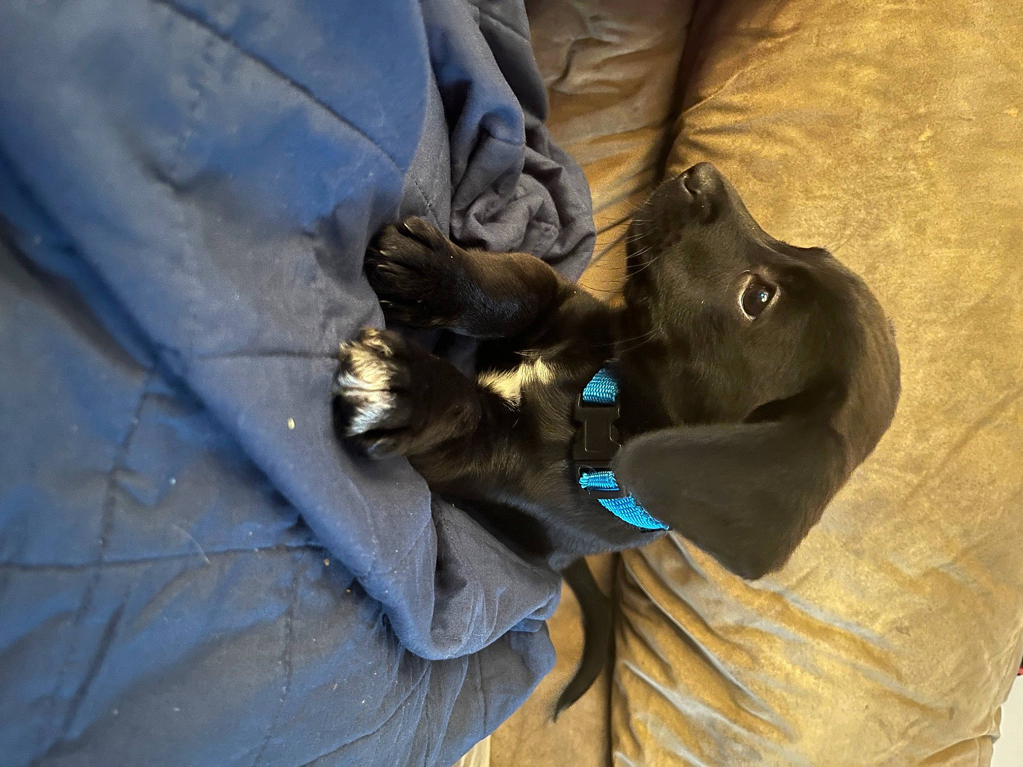 Amira is registered to the contest to win money with this photo: canidae, carnivore, claw, comfort, companion_dog, dog, dog_breed, domestic_short_haired_cat, electric_blue, fawn, felidae, fur, liver, paw, small_to_medium_sized_cats, sporting_group, terrestrial_animal, whiskers, wood, working_animal