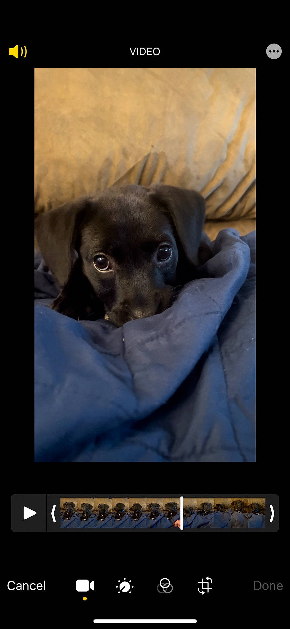 Amira is registered to the contest to win money with this photo: canidae, carnivore, companion_dog, display_device, dog, dog_breed, font, fur, gadget, liver, multimedia, pet_supply, photo_caption, rectangle, snout, sporting_group, terrestrial_animal, toy_dog, whiskers, working_animal