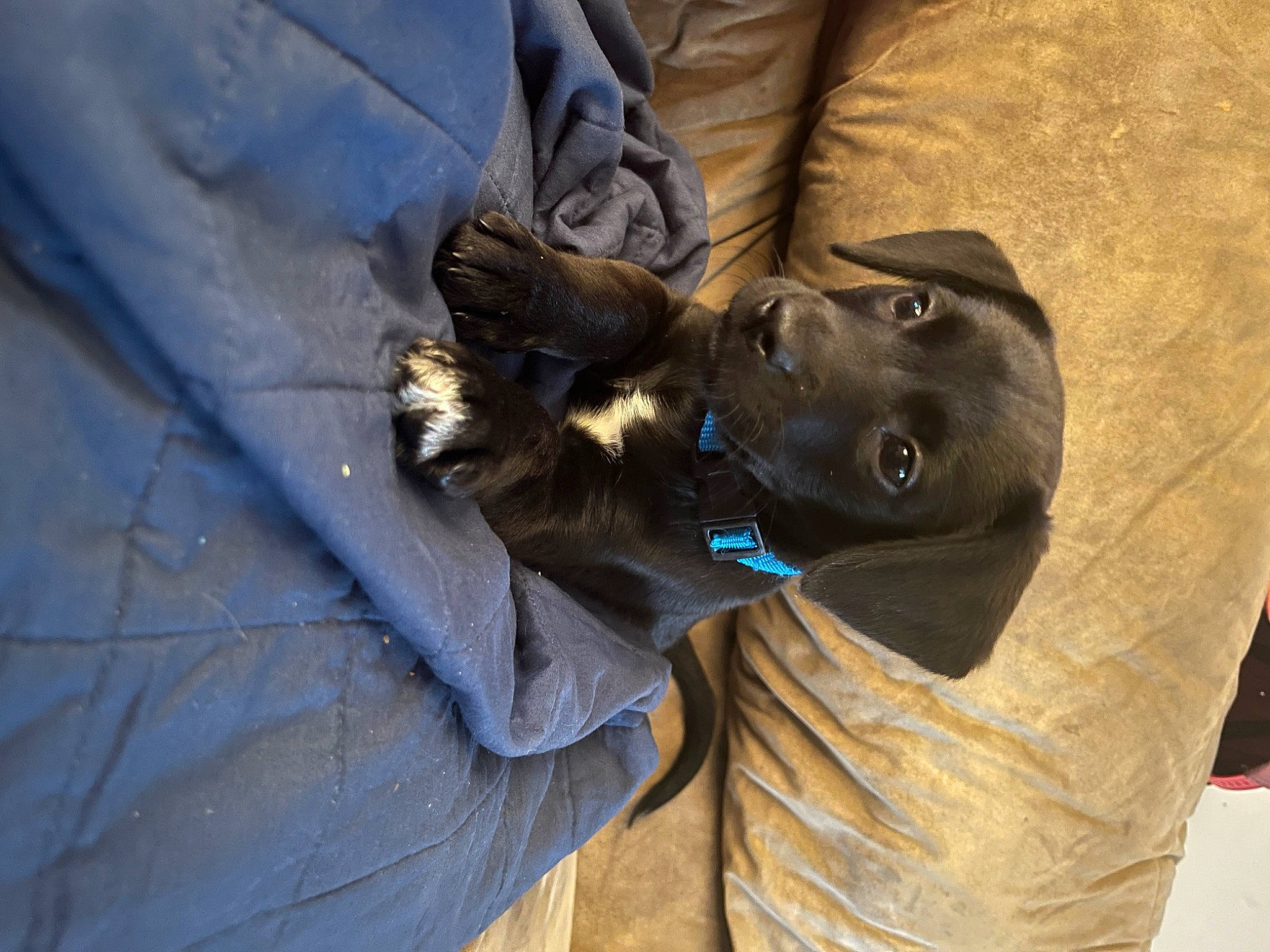 Amira is registered to the contest to win money with this photo: canidae, carnivore, comfort, companion_dog, denim, dog, dog_breed, electric_blue, fur, gesture, grey, guard_dog, liver, natural_material, personal_protective_equipment, snout, sporting_group, wood, working_animal