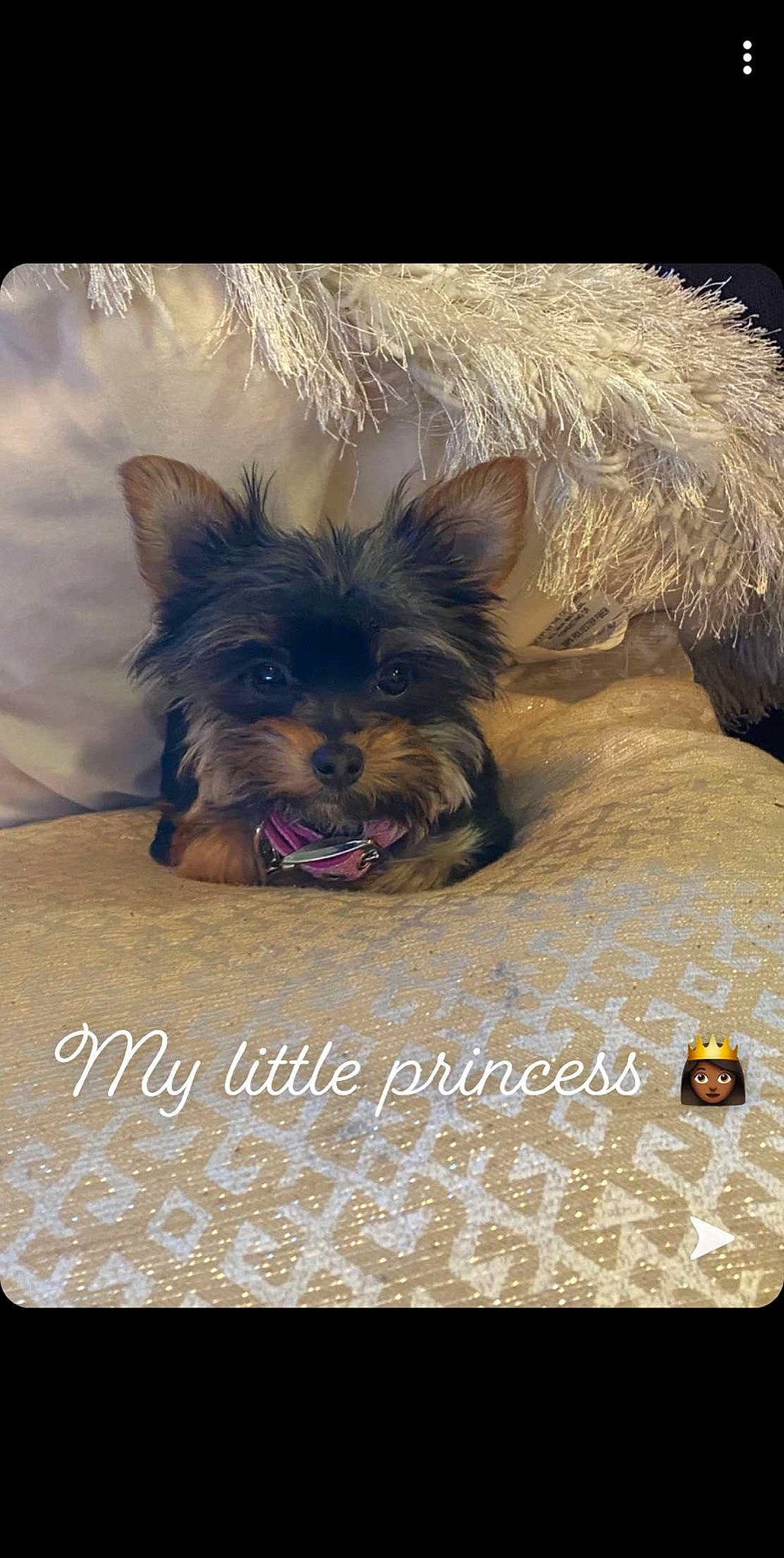 Chloe joined the competition — help win amazing prizes! australian_silky_terrier, australian_terrier, biewer_terrier, cairn_terrier, canidae, carnivore, companion_dog, dog, dog_breed, mammal, morkie, norwich_terrier, puppy, rare_breed_dog, small_terrier, terrier, toy_dog, yorkipoo, yorkshire_terrier