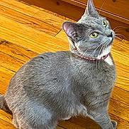 Mia is registered to the contest to win money with this photo: cat, gray_cat, pet, domestic_cat, hardwood_floor, wooden_floor, collar, pink_collar, whiskers, yellow_eyes, sitting, looking_up, indoor, fur, paws, curious, animal, close_up, face, home_interior
