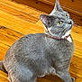 cat, gray_cat, pet, domestic_cat, hardwood_floor, wooden_floor, collar, pink_collar, whiskers, yellow_eyes, sitting, looking_up, indoor, fur, paws, curious, animal, close_up, face, home_interior
